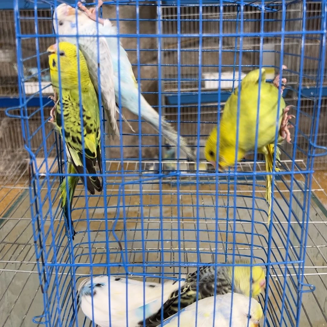 虎皮鹦鹉3公3母虎皮大头鹦鹉