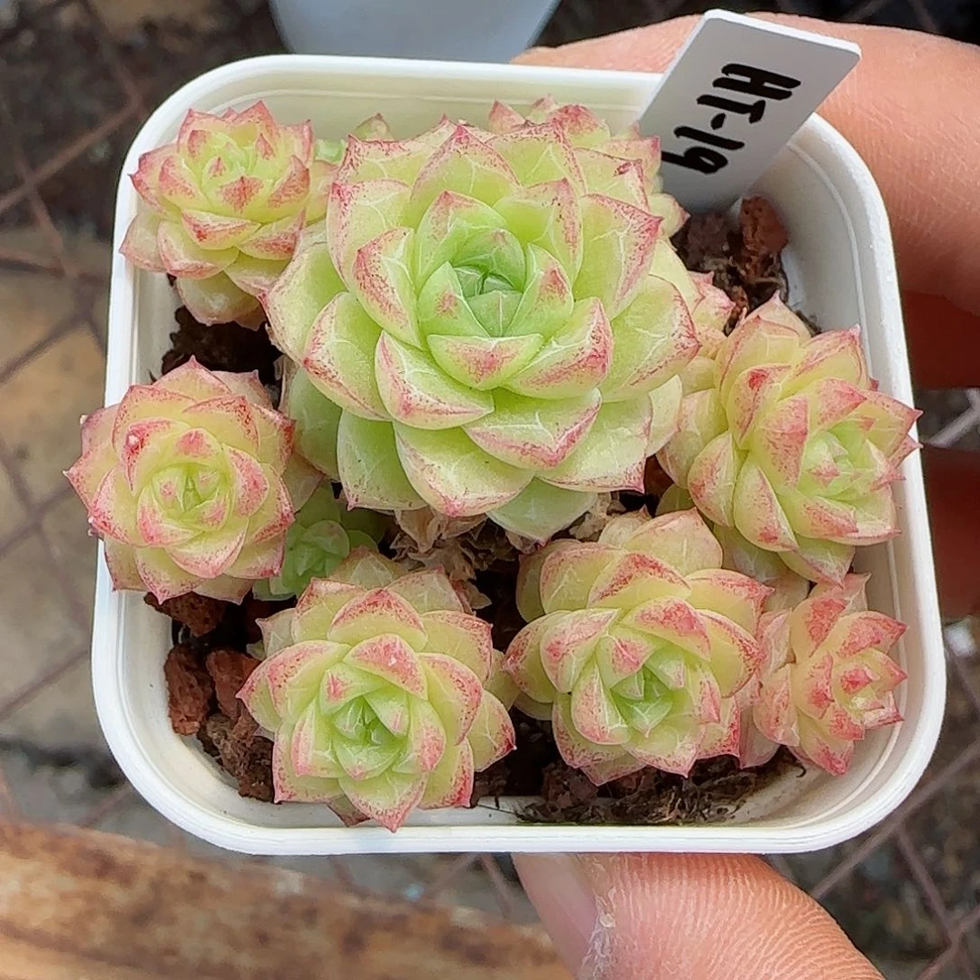 【闪购商品】0426-50（ht-19）