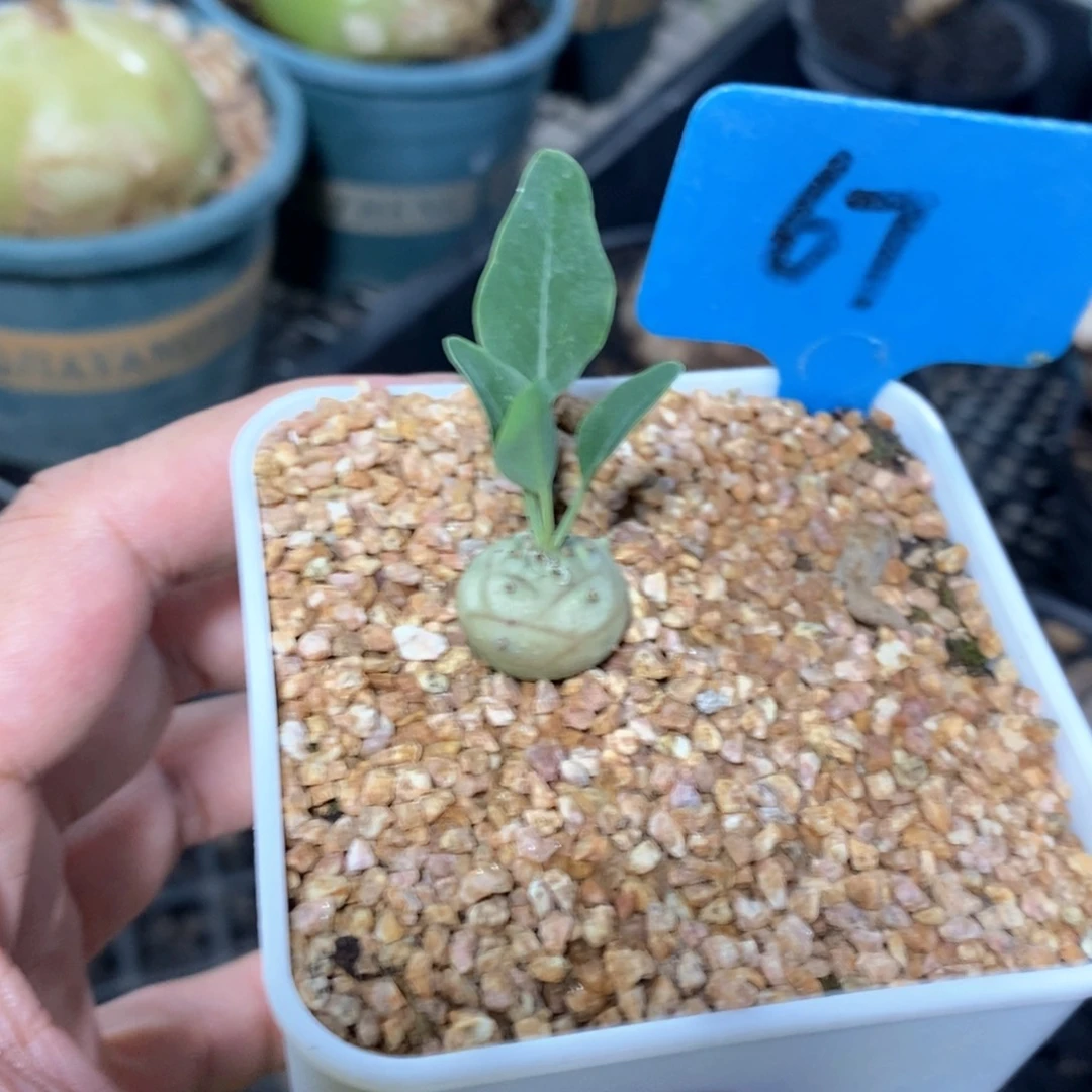 羊玉大戟多肉植物