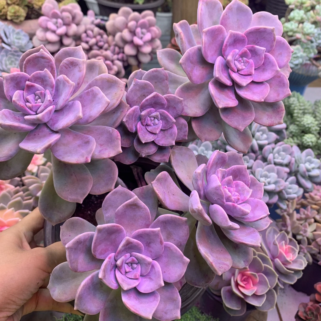 紫乐 新手好养活适合室内外养殖多肉植物