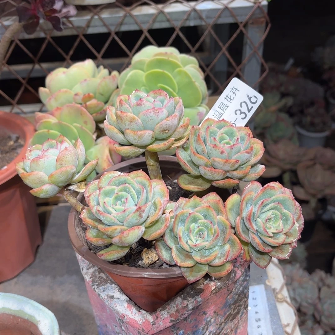 同温层多肉啊晨露326