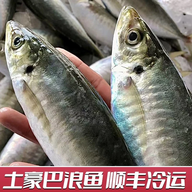 东山岛野生巴浪鱼5斤装