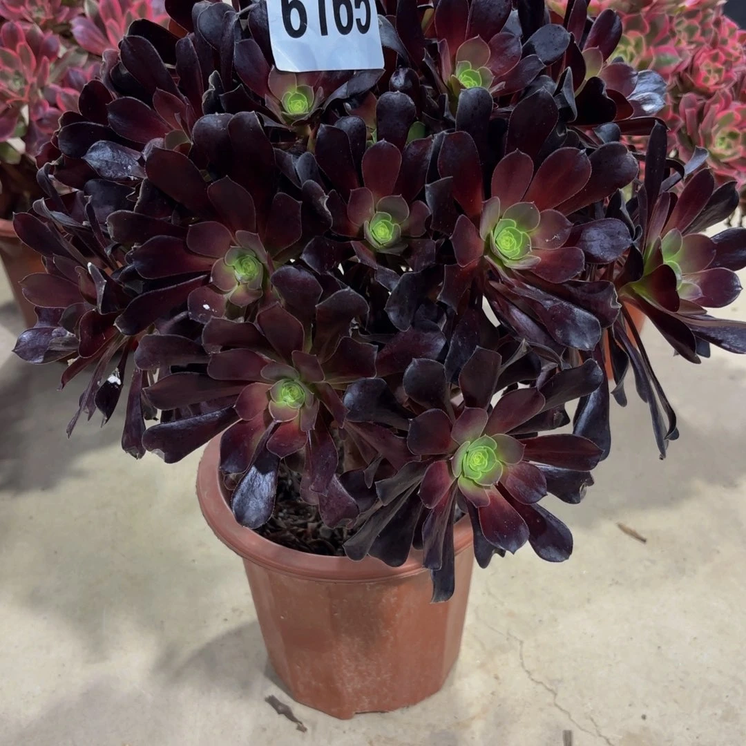 小***洁无花朵6165中班1111111