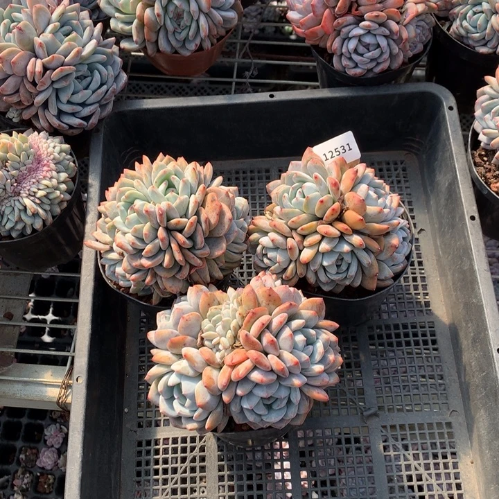 小***莫112531三个嗯嗯嗯嗯嗯嗯好