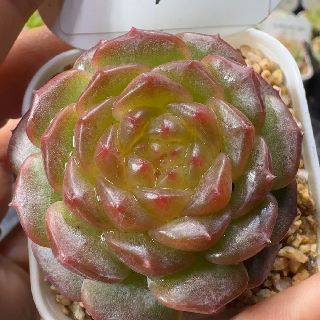 1025-062-浮光锦单头