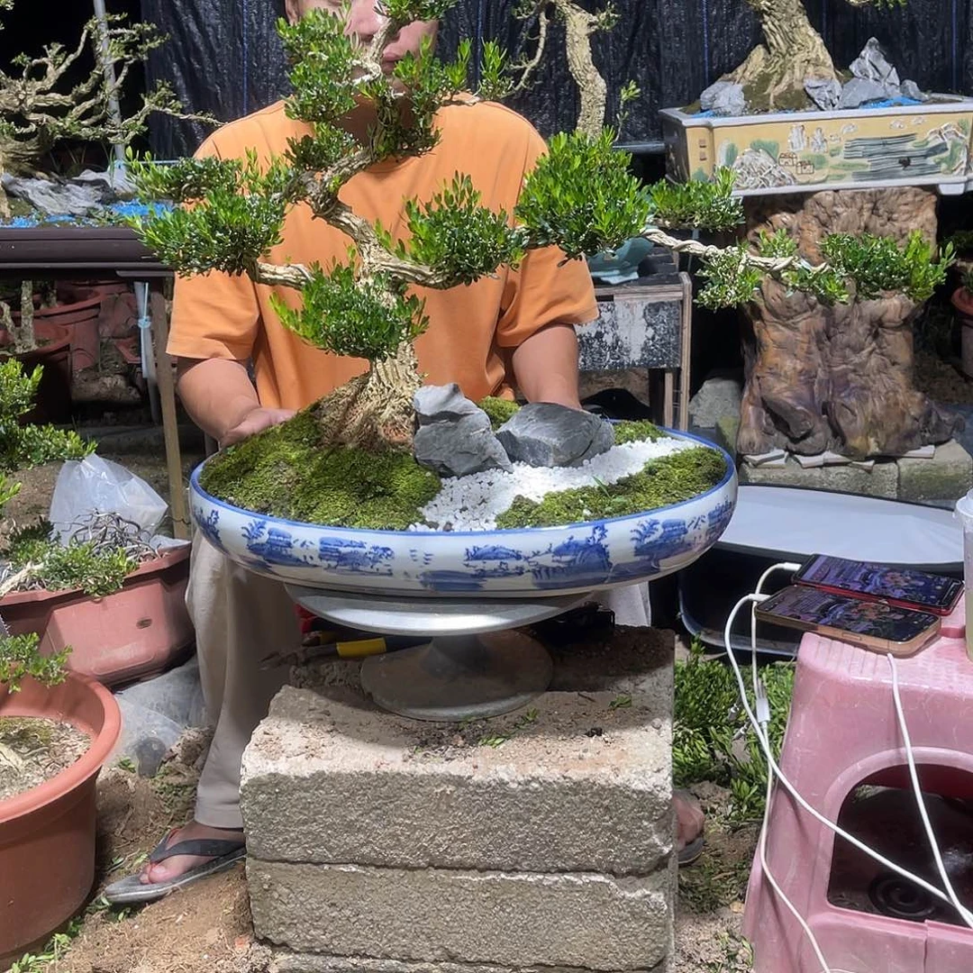 当前无花栽培后可以开花
