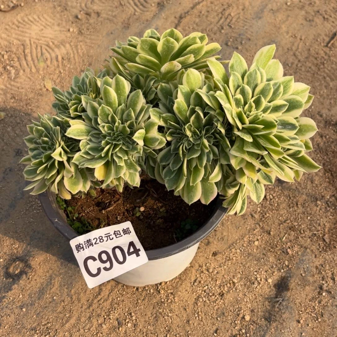 904多肉植物迈巴赫缀化