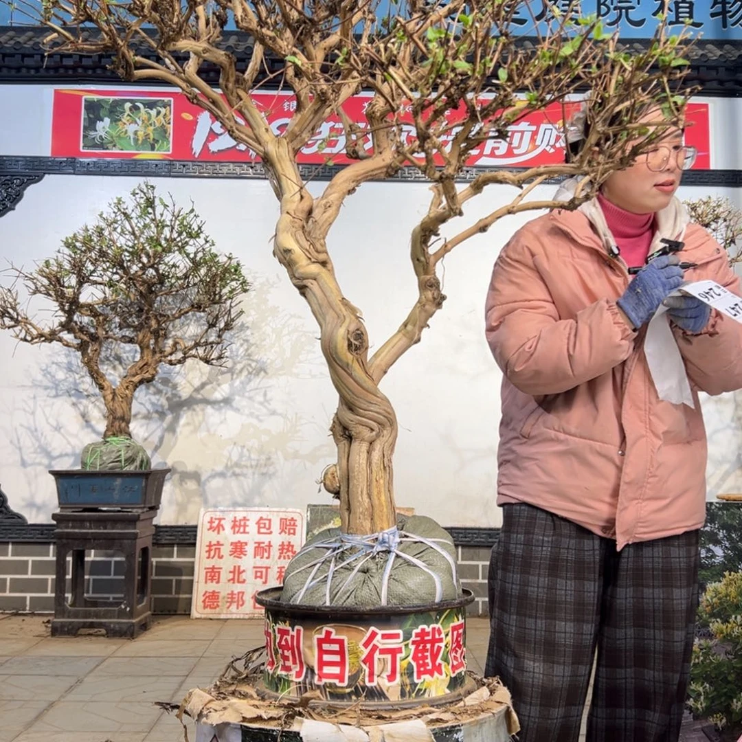 无花朵金银花88888