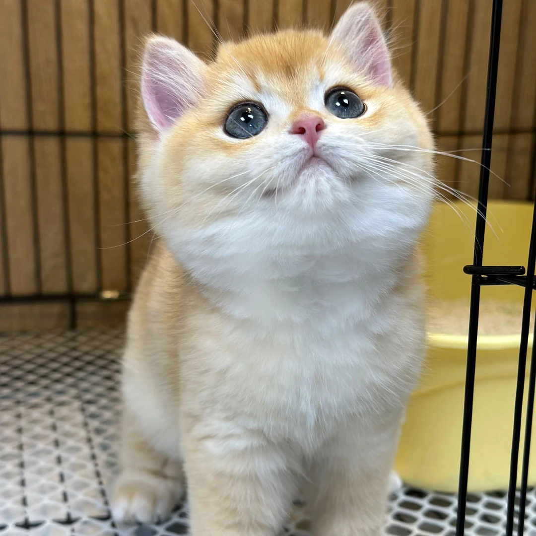 小郑淘猫专属深圳龙华无忧猫舍-通用全款链接可自提宠物猫购买