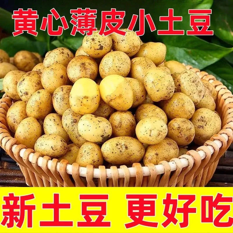 黄土豆，现挖现发，今年新鲜土豆