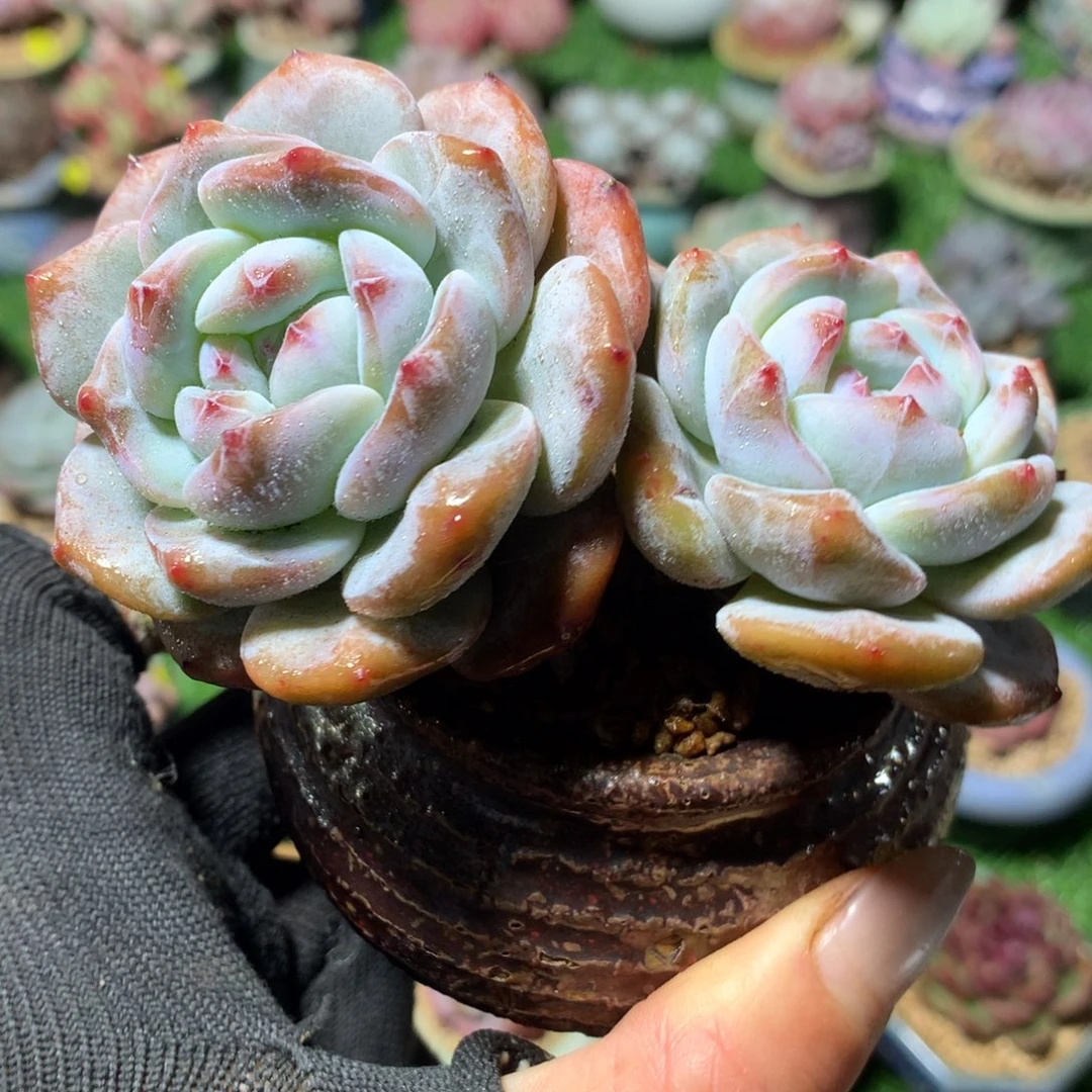 石榴籽