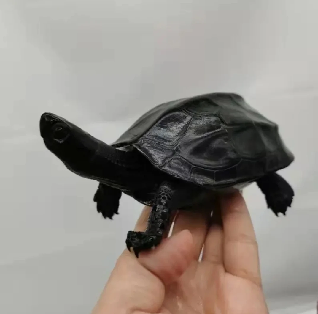 直播专用墨龟大小龟黑草龟挑选中华龟乌龟