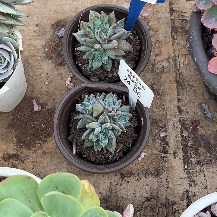 小***ε多肉24-85.86植物盆栽