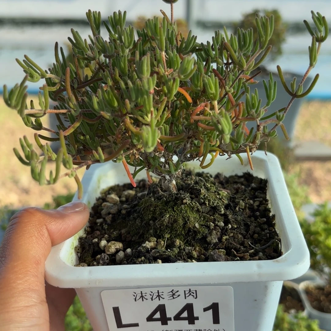 441紫晶枝干番杏福利