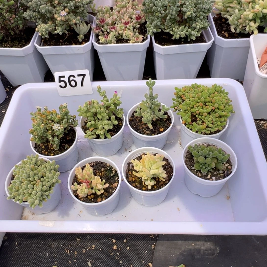 多肉植物枝干8颗