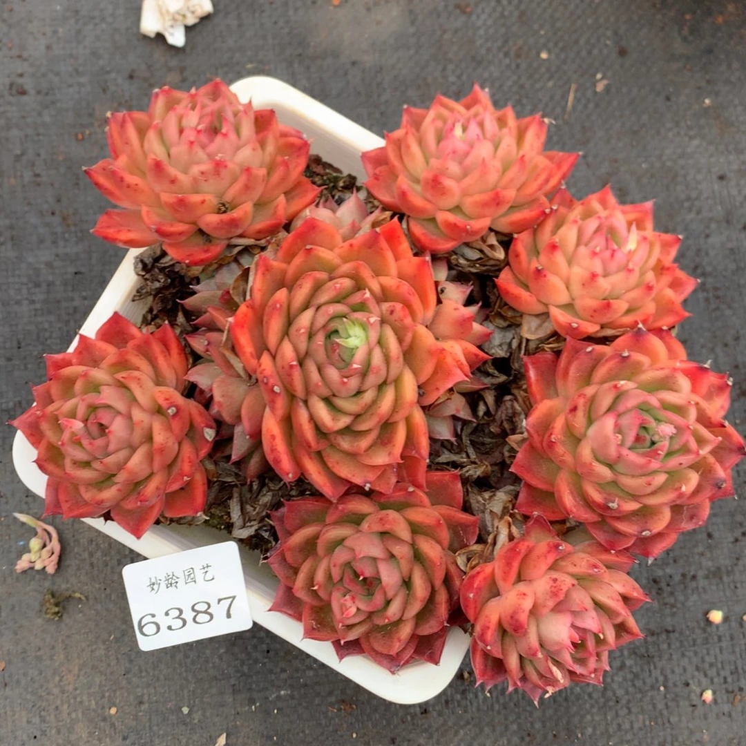 6387杂交精品基地17厘米