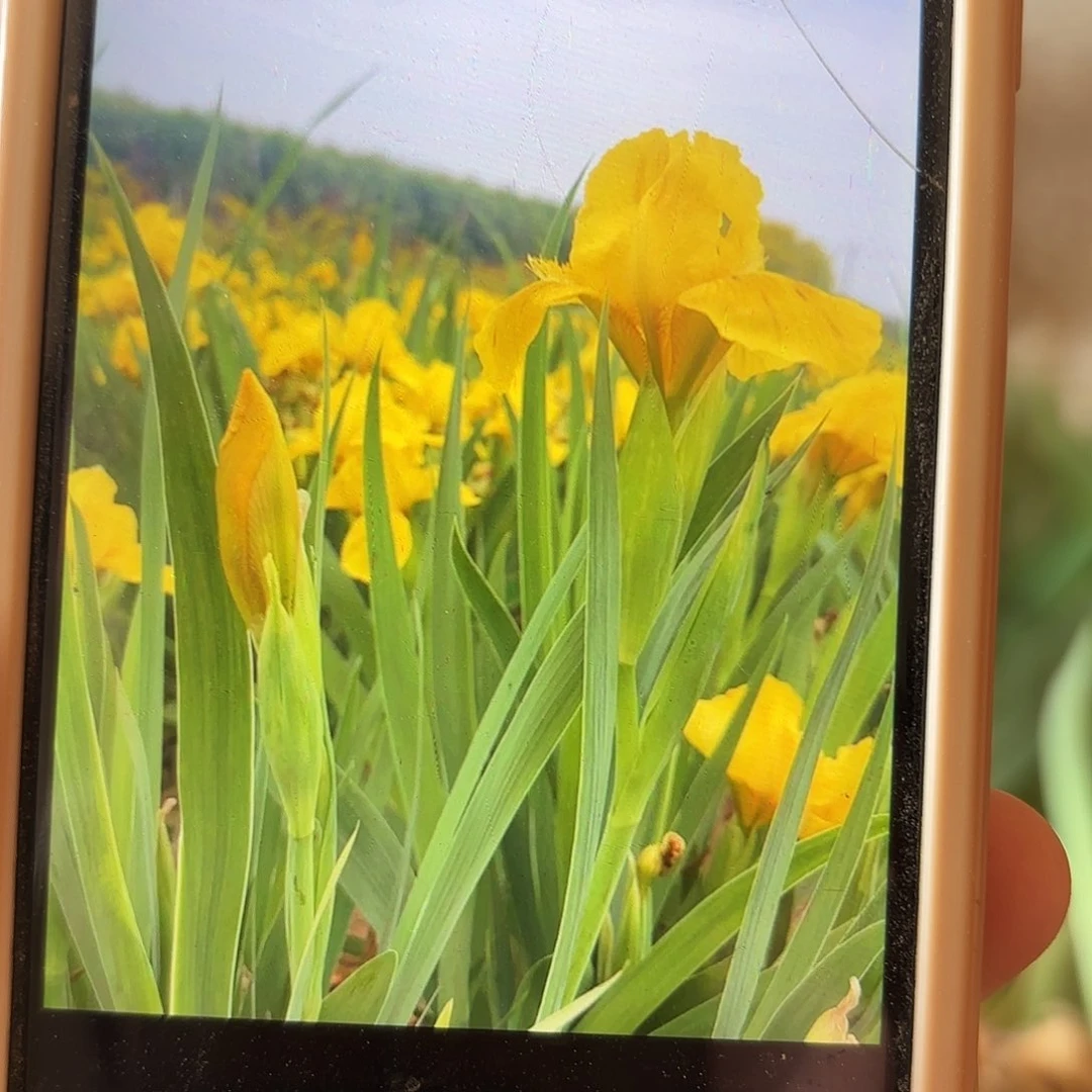 当前无花栽培后可以开花