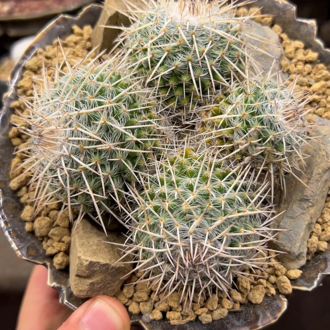 桐***生完全开放仙人球一物一拍
