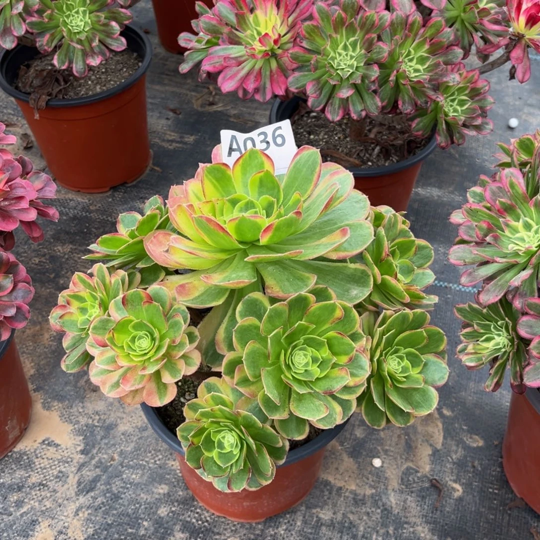 多肉植物奶白锦036多肉