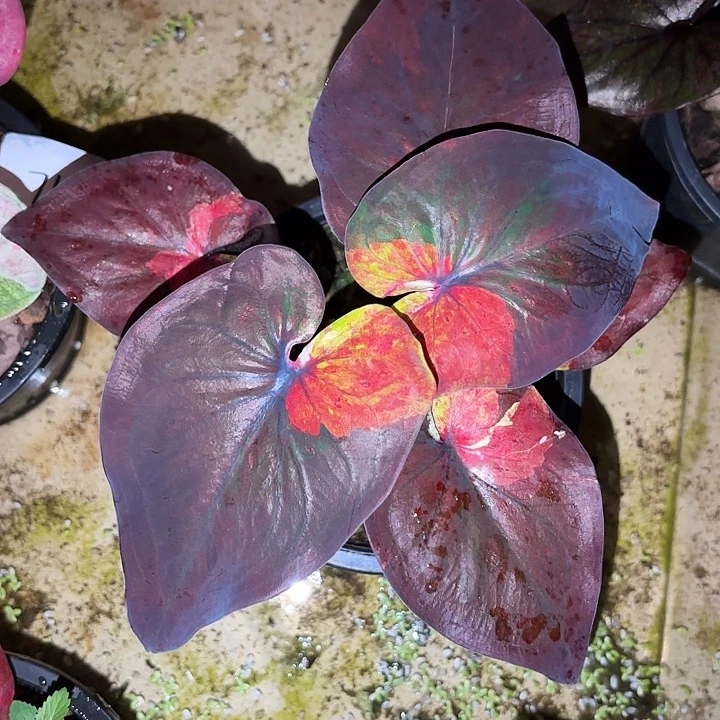 晨***曦711-1019akino彩叶芋泰国