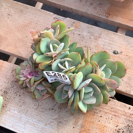 白凤缀化叶片带锦285 退款拉黑需延迟发货