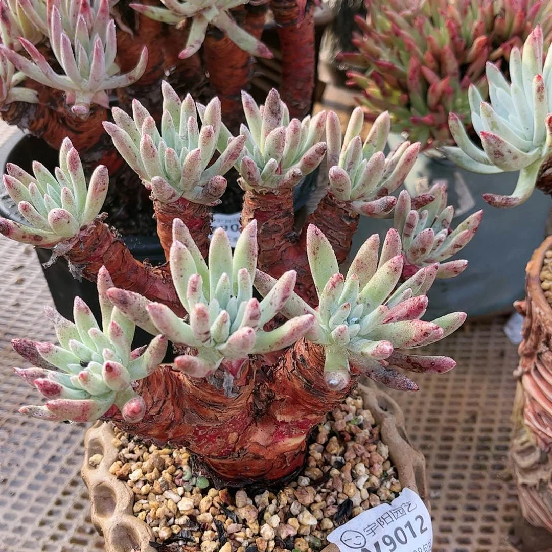 9012奥特仙女杯多肉