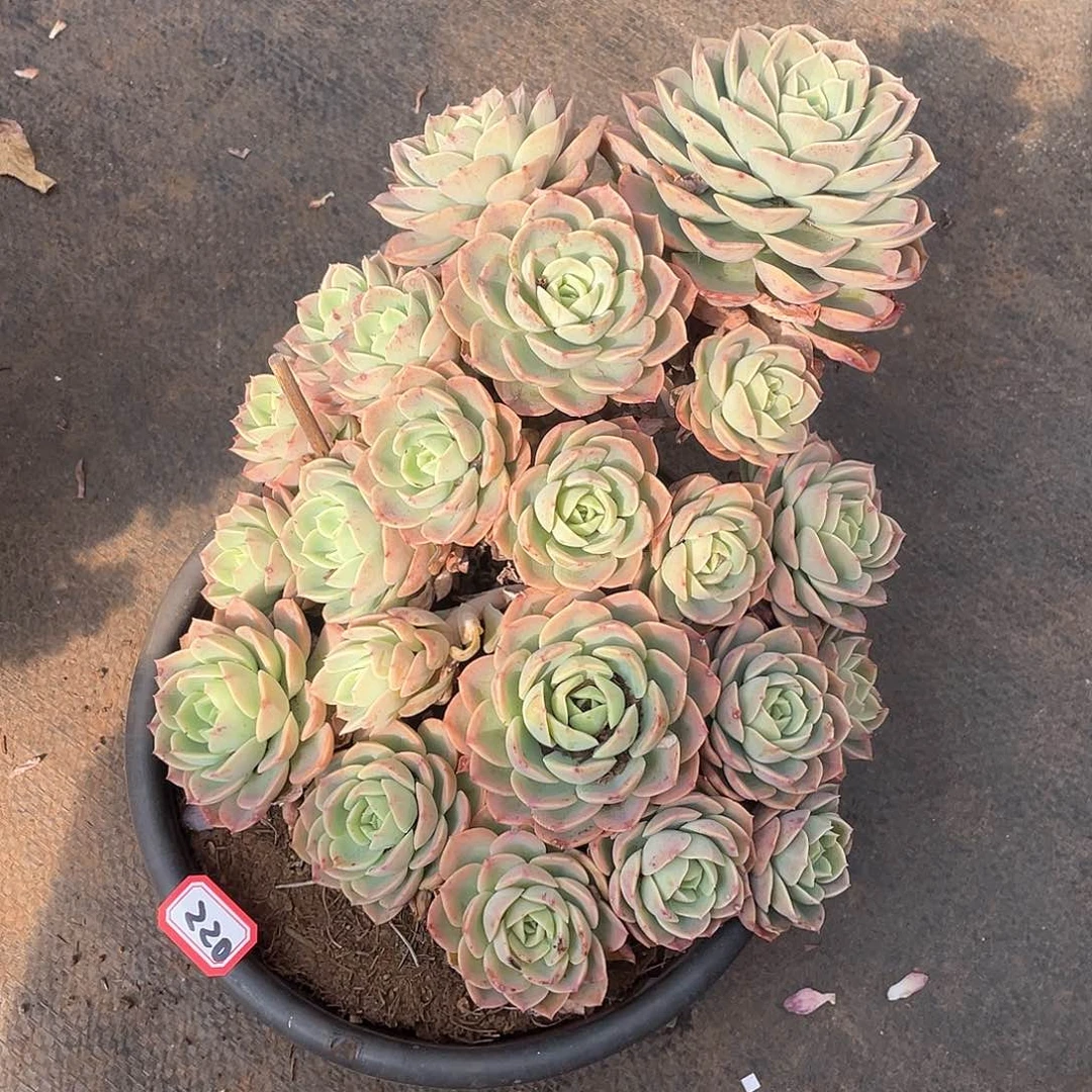 220哈密瓜 一物一拍多肉