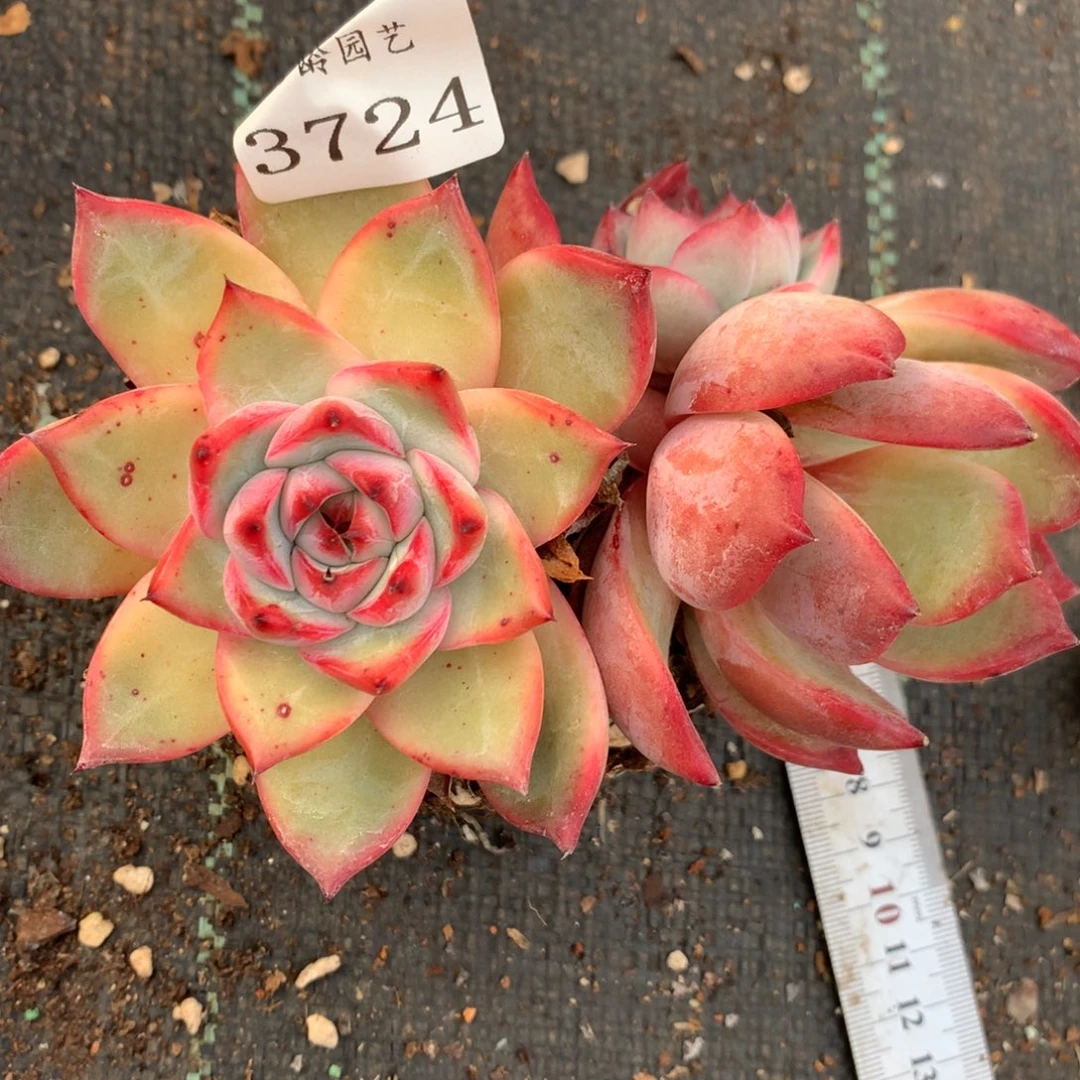3724开花主头无介意不拍，8厘米