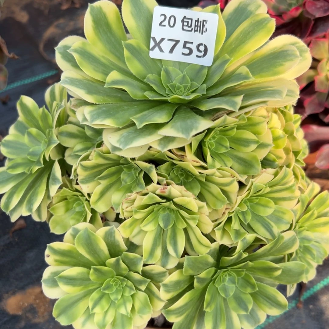 759金丝翡翠，满20包邮嘟叮熊