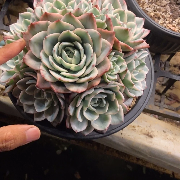 玲*多肉植物一物一拍