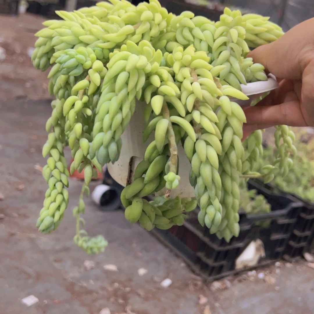 象牙玉坠散装带盆土，180杯