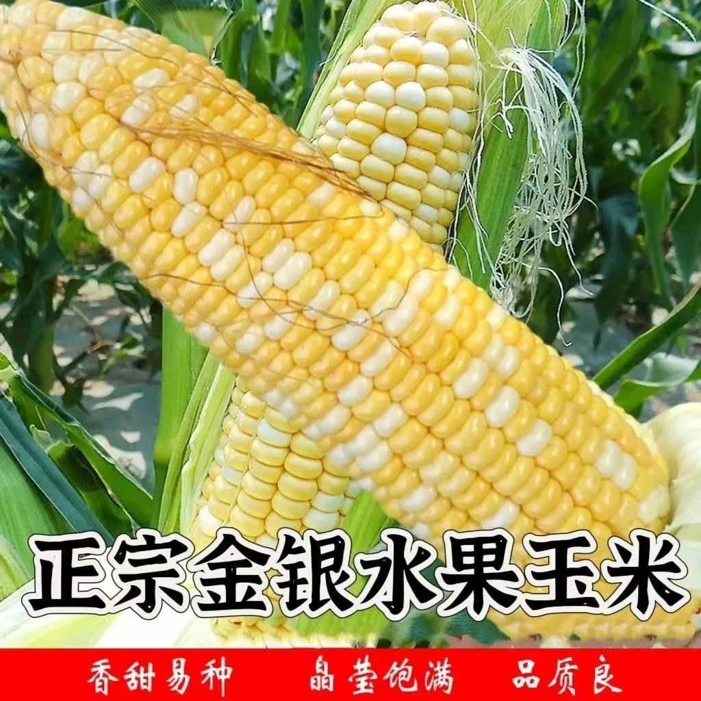正宗双色水果玉米种子金银玉米种子甜玉米高产生吃春秋四季种籽