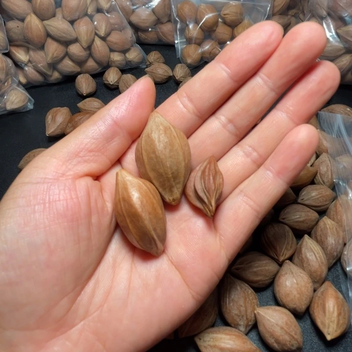 文***猪牙手串/手链我是