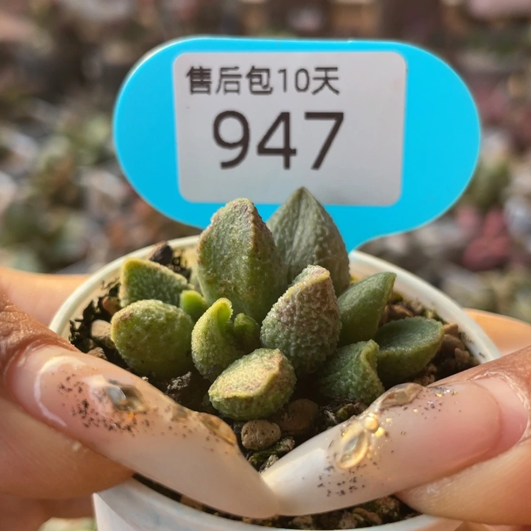 七彩仙女。 947。