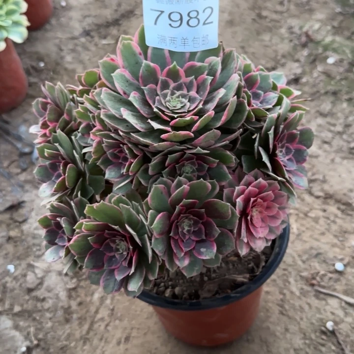 7982粉花妖多肉植物