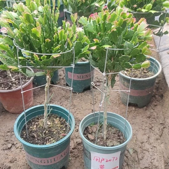 无花朵用户2072花友叶仙嫁接黄色