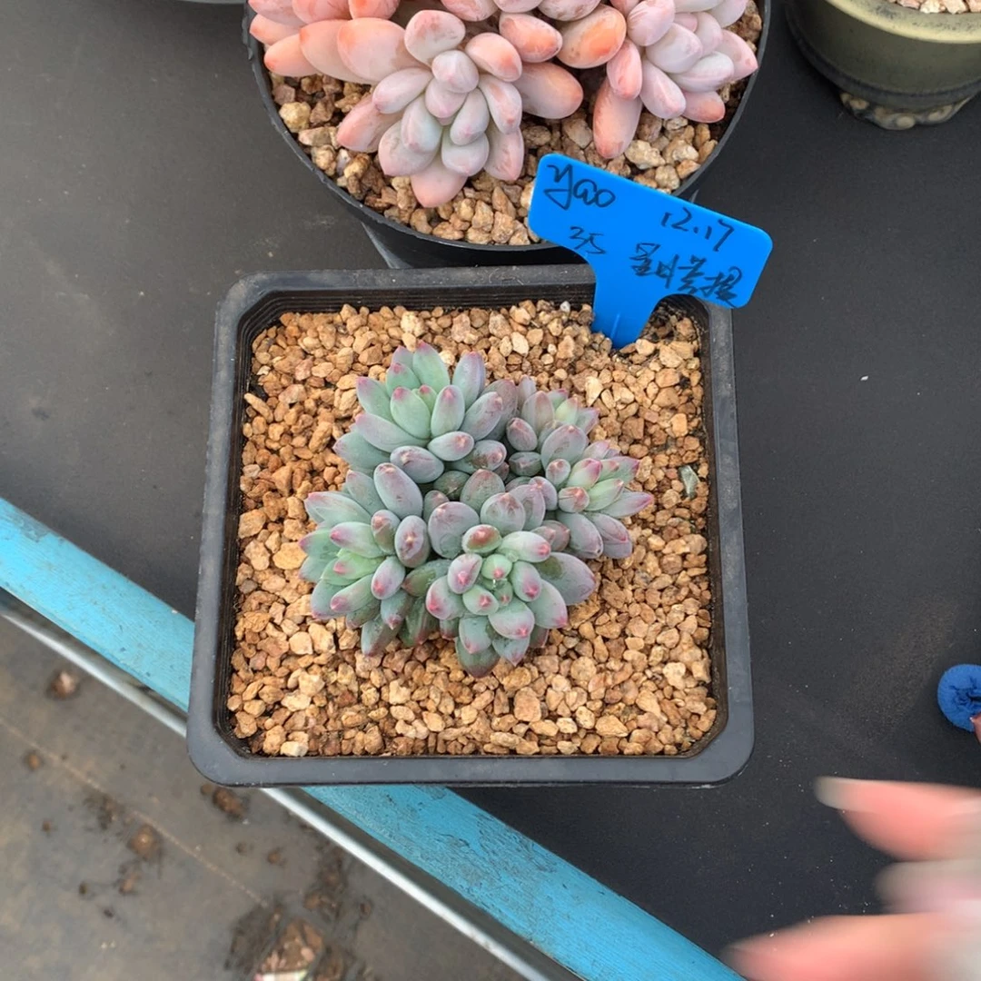 y***o我们家的小仙女们