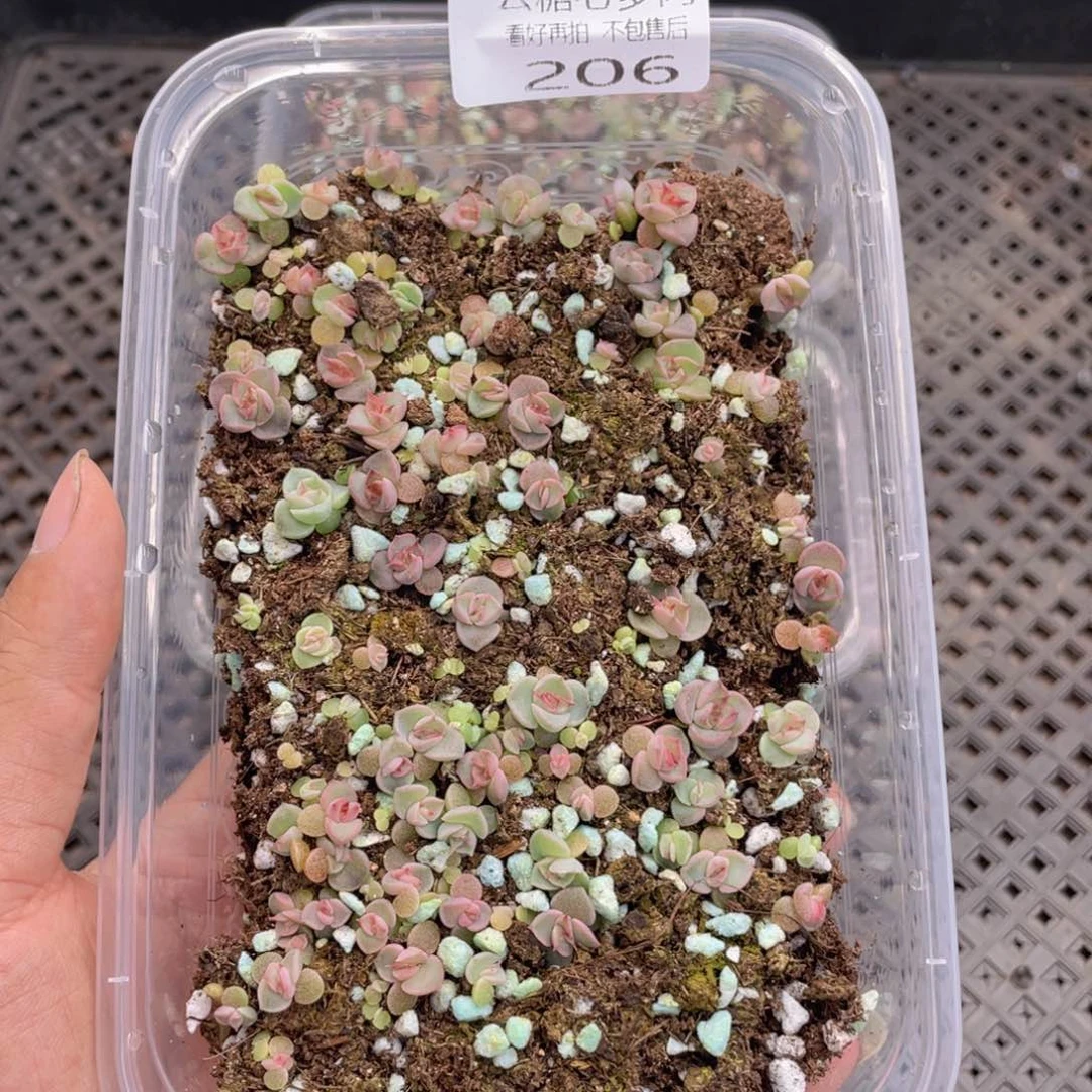 云糖心多肉植物206