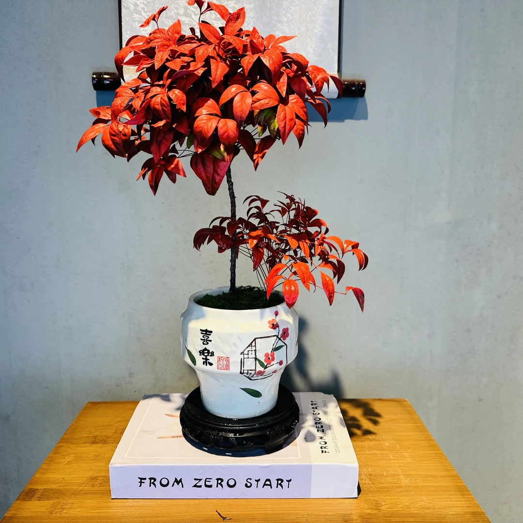 火焰南天竹高低造型+喜乐陶瓷盆+接水盘