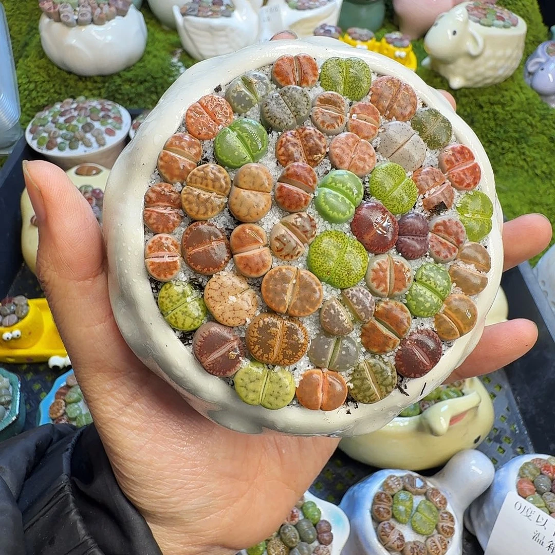 多肉植物福利冲1104