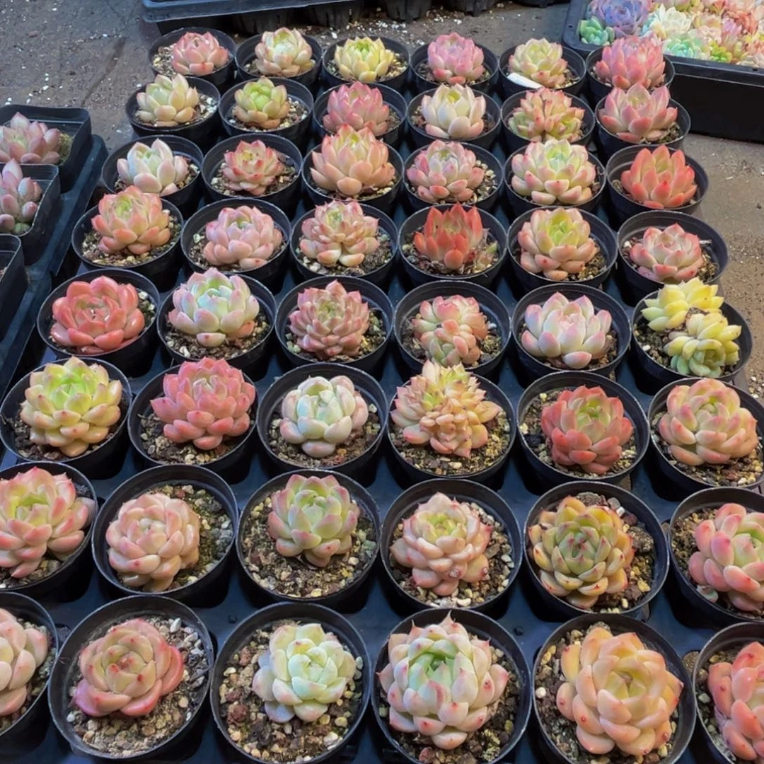 806多肉植物和植物的生长发育