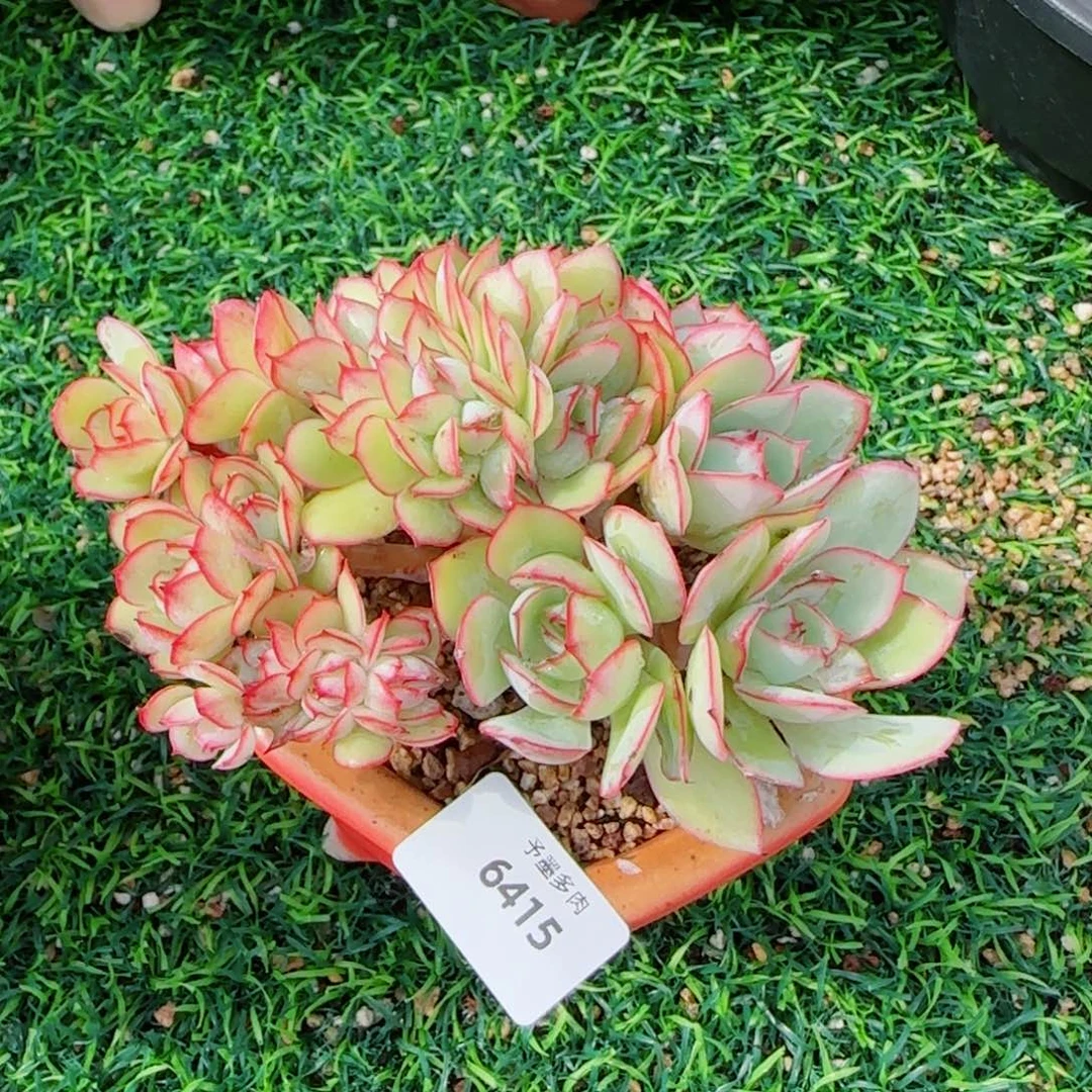 牡丹亭缀化，6415多肉植物