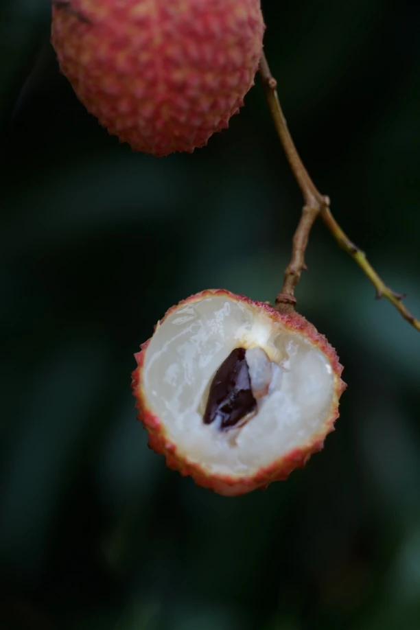 桂味荔枝新鲜采摘现摘现发新鲜当季水果