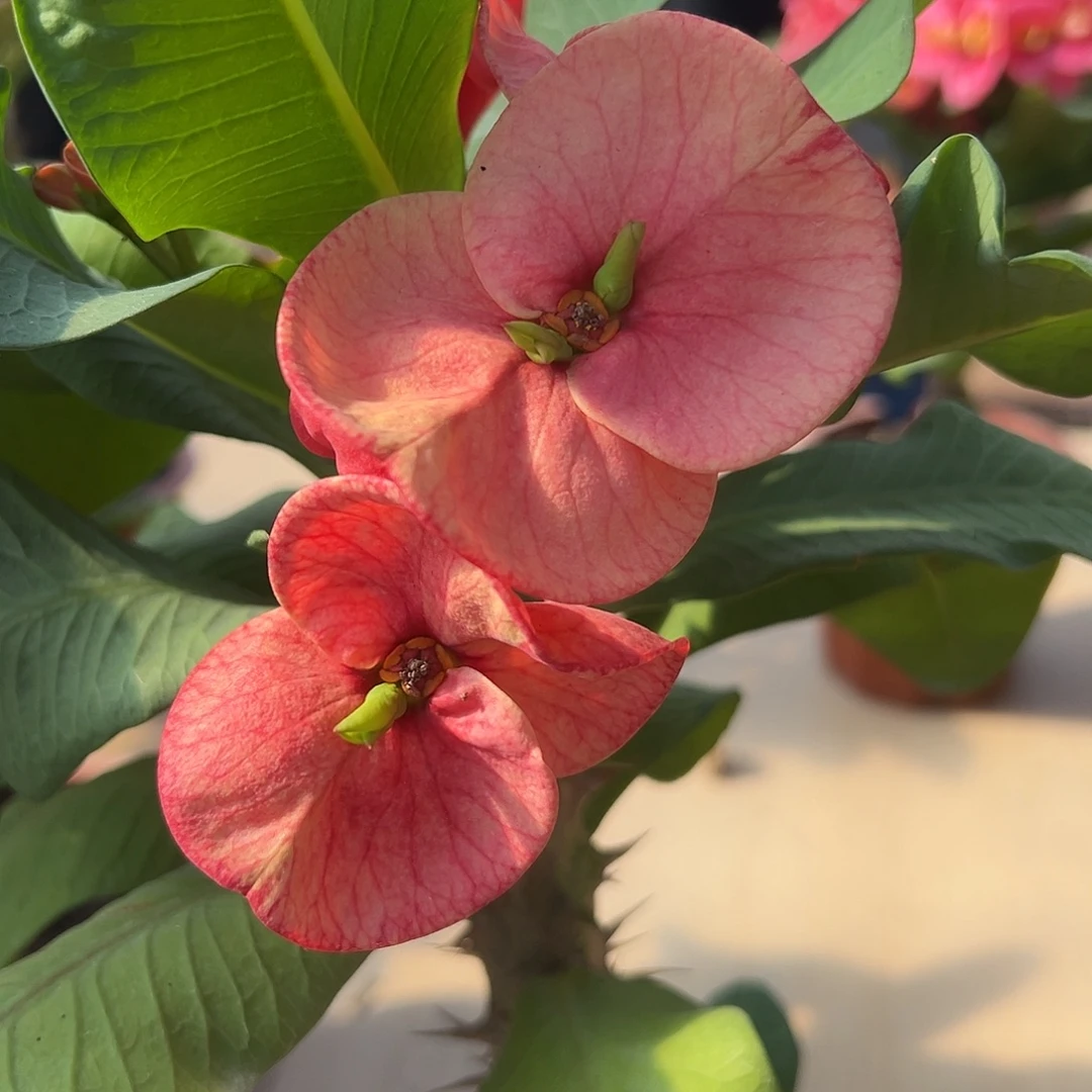 倚月泰国大花虎刺梅