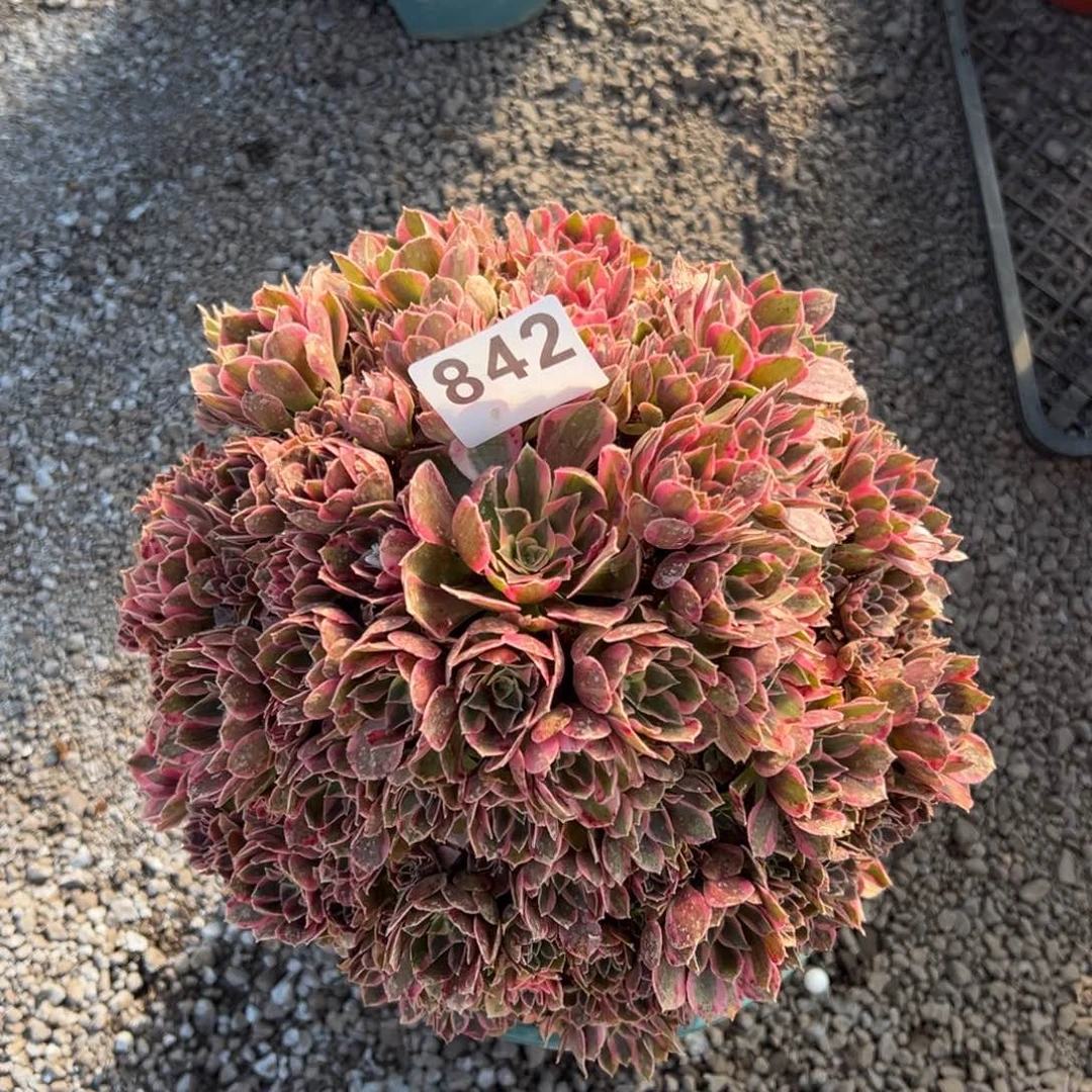 我是真的很喜欢这个