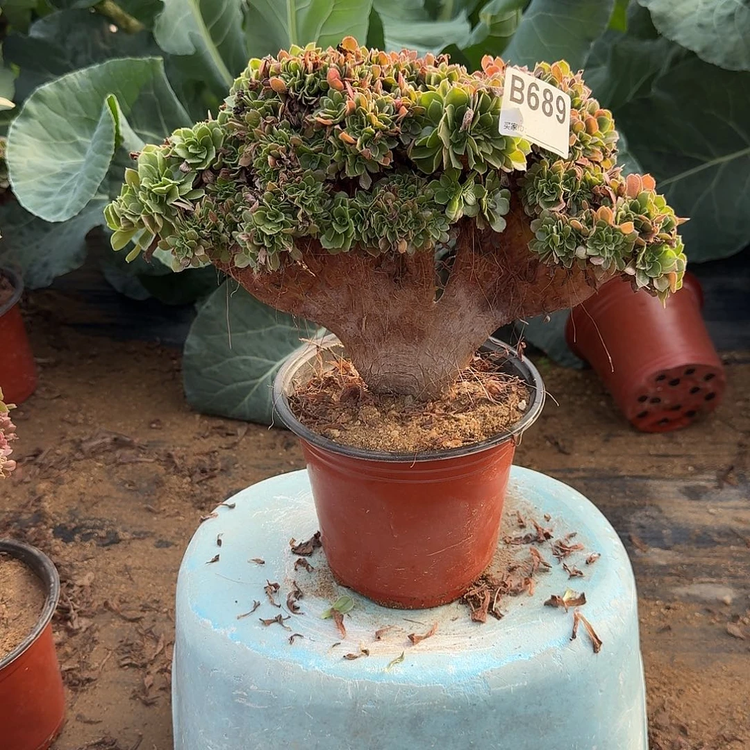 689玫瑰朵朵一颗满28包邮