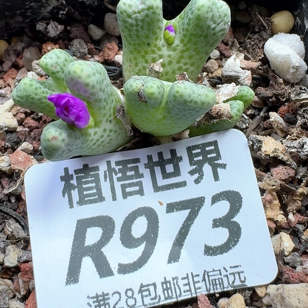 多肉植物多肉植物发发