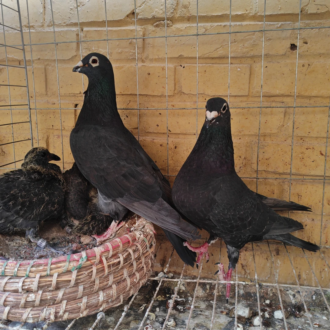 新鲜鸽子肉生鲜鸽子肉一物一拍
