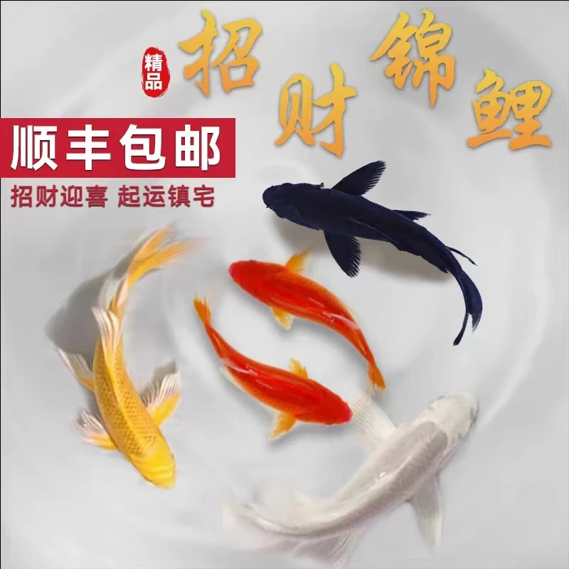 锦鲤活鱼黄金锦鲤火鲤淡水好养易活鱼金鱼小型纯种锦鲤小锦鲤鱼苗