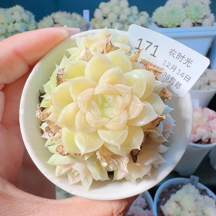 1214-171优选麦杆